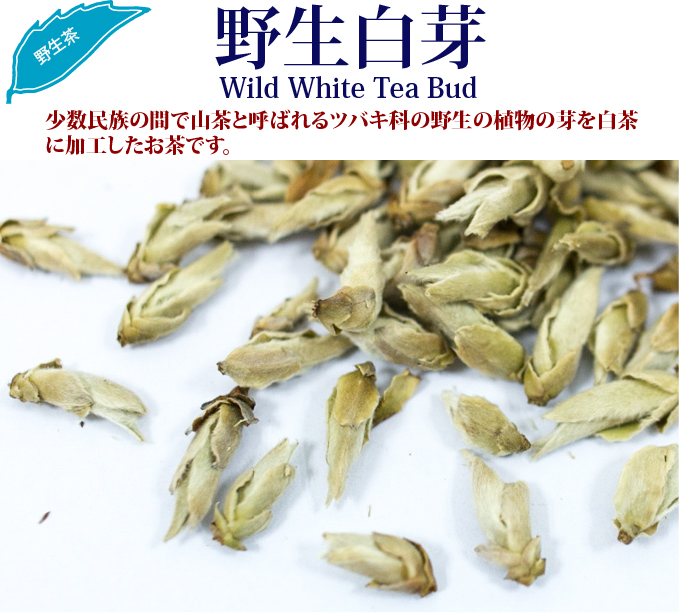 野生白芽