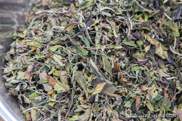 馬鞍山古樹白茶