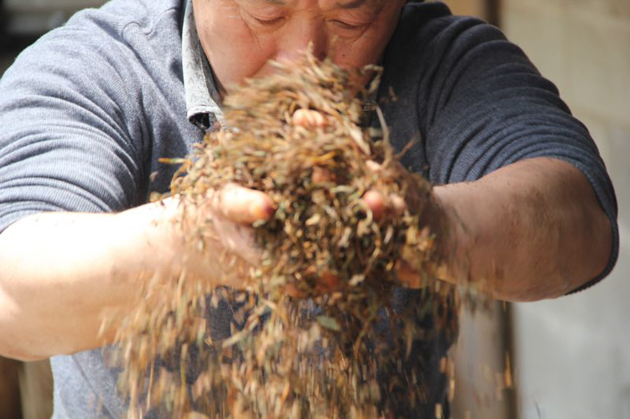 正山小種（ラプサンスーチョン）奇種