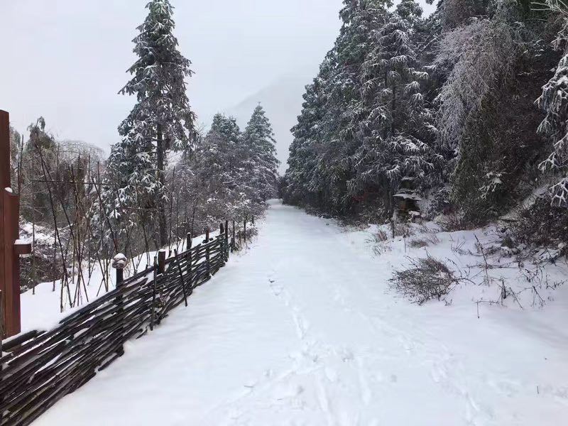 正山小種（ラプサンスーチョン）奇種